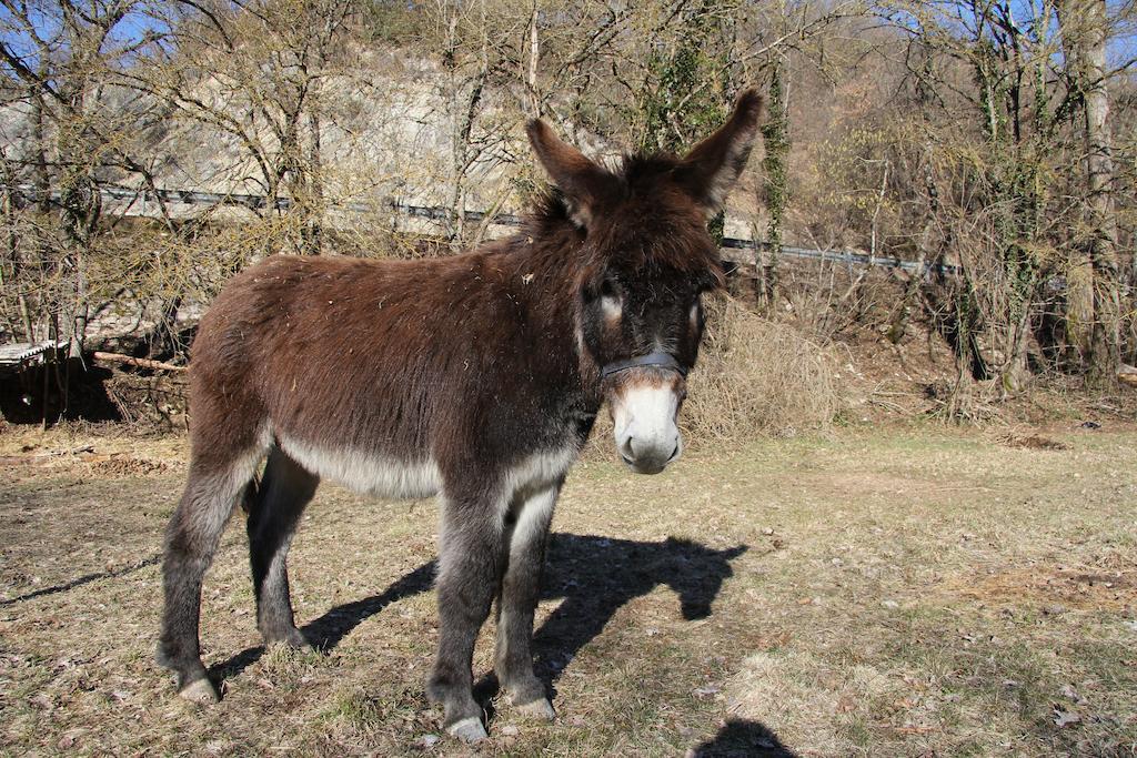 カーシャ La Mola Maringalliゲストハウス エクステリア 写真